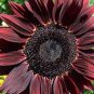 Maroon Sunflowers Dark Red Planting Sunflower Garden Large Flowers 50+ seeds