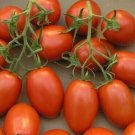 Roma Tomato Vegetable Garden Planting Tomatoes Usa 50+ seeds
