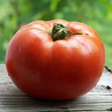 Celebrity Tomato Vegetable Garden Planting Tomatoes Usa 50+ seeds