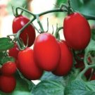 Amai Tomato  Garden Planting Tomatoes 50+ seeds