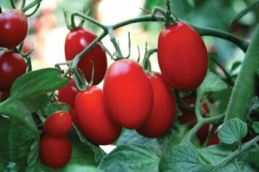 Amai Tomato  Garden Planting Tomatoes 50+ seeds