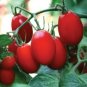 Amai Tomato  Garden Planting Tomatoes 50+ seeds