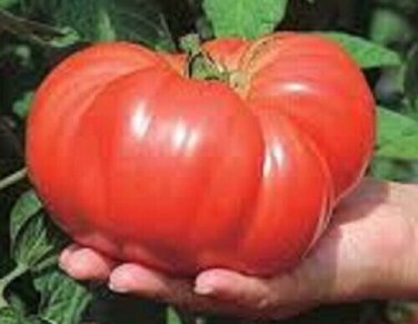 Andrew Rahart'S Jumbo Tomato  Garden Planting Tomatoes 50+ seeds