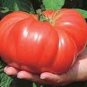 Andrew Rahart'S Jumbo Tomato  Garden Planting Tomatoes 50+ seeds