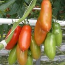 San Marzano Tomato Vegetable Garden Planting Tomatoes Usa 50+ seeds