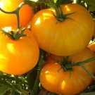 Azoychka Yellow Tomato Vegetable Garden Planting Tomatoes Usa 50+ seeds