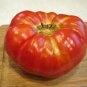 Hillbilly Tomato Vegetable Garden Planting Tomatoes Usa 50+ seeds