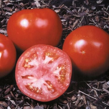 Amelia Tomato  Garden Planting Tomatoes 50+ seeds