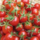Super Sweet Cherry Tomato Vegetable Garden Planting Tomatoes Food 50+ seeds