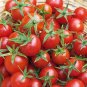 Super Sweet Cherry Tomato Vegetable Garden Planting Tomatoes Food 50+ seeds