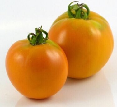 Amish Gold Slicer Tomato  Garden Planting Tomatoes Food 50+ seeds