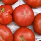 Amsterdam Tomato  Garden Planting Tomatoes 50+ seeds