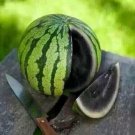 Juicy Black Watermelon Usa Large Summer Time  Fruit 15+ seeds