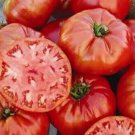 Pantano Romanesco Tomato Vegetable Garden Planting Tomatoes Usa 50+ seeds
