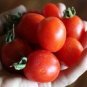 Grappoli D'Inverno Tomato Garden Planting Tomatoes 50+ seeds