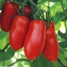 Andiamo Tomato  Garden Planting Tomatoes 50+ seeds