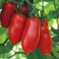 Andiamo Tomato  Garden Planting Tomatoes 50+ seeds