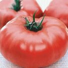 Brandywine Tomato Vegetable Garden Planting Tomatoes Usa 50+ seeds
