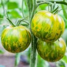 Green Zebra Tomato Vegetable Garden Planting Tomatoes Usa 50+ seeds