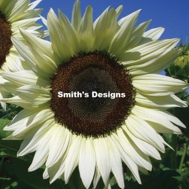 White Sunflowers Huge Planting Sunflower Garden Large Flowers Floral 50+ seeds