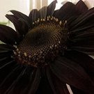 Black Sunflowers Huge Planting Sunflower Garden Large Flowers Floral 50+ seeds