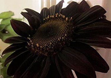 Black Sunflowers Huge Planting Sunflower Garden Large Flowers Floral 50+ seeds