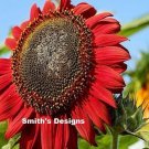 Red Sunflowers Huge Planting Sunflower Garden Large Flowers Floral 50+ seeds