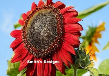 Red Sunflowers Huge Planting Sunflower Garden Large Flowers Floral 50+ seeds