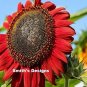 Red Sunflowers Huge Planting Sunflower Garden Large Flowers Floral 50+ seeds