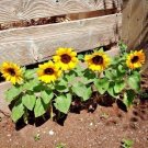 Yellow Dwarf Sunflowers Flower Garden Large Flowers 50 seeds