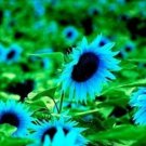 Blue Dwarf Sunflowers Flower Garden Large Flowers 50 seeds