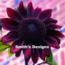 Chocolate Cherry Sunflowers Planting Sunflower Garden Large Flowers 50+ seeds