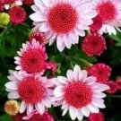 Pink Dwarf Sunflowers Flower Garden Large Flowers 50 seeds