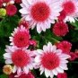 Pink Dwarf Sunflowers Flower Garden Large Flowers 50 seeds