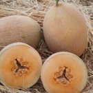 Ananas Melons Easy To Grow Sweet Fruit ing Health Food 25 seeds