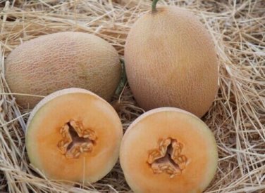 Ananas Melons Easy To Grow Sweet Fruit ing Health Food 25 seeds