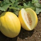 Canary Melon Juicy Yellow Melons Easy To Grow Fast Growing Fruit Garden 25 seeds