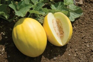 Canary Melon Juicy Yellow Melons Easy To Grow Fast Growing Fruit Garden 25 seeds