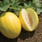 Canary Melon Juicy Yellow Melons Easy To Grow Fast Growing Fruit Garden 25 seeds