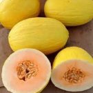Crenshaw Melons Sweet Juicy Tasting Melon Fresh Usa Crop Planting 50+ seeds