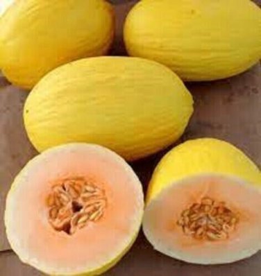 Crenshaw Melons Sweet Juicy Tasting Melon Fresh Usa Crop Planting 50+ seeds