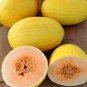 Crenshaw Melons Sweet Juicy Tasting Melon Fresh Usa Crop Planting 50+ seeds
