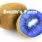 Purple Kiwi Hard To Locate Sweet Juicy Fruit  Food 25+ seeds