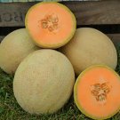 Cantaloupe Melon Hybrid Goddess Sweet Juicy Fruit  25+ seeds