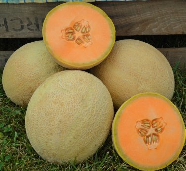 Cantaloupe Melon Hybrid Goddess Sweet Juicy Fruit  25+ seeds