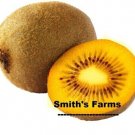 Yellow Kiwi Hard To Locate Sweet Juicy Fruit  25+ seeds