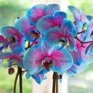 Blue & Pink Orchids Flowers Garden Planting 25 seeds