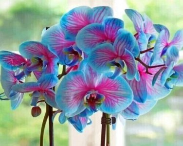 Blue & Pink Orchids Flowers Garden Planting 25 seeds