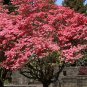 Ruby Red Dogwood Tree Garden Planting Trees 10 seeds