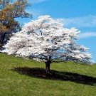 Snow White Dogwood Tree Garden Planting Trees 10 seeds